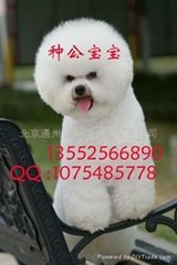 北京通州區喜洋洋犬業有限公司