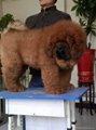 藏獒幼犬出售