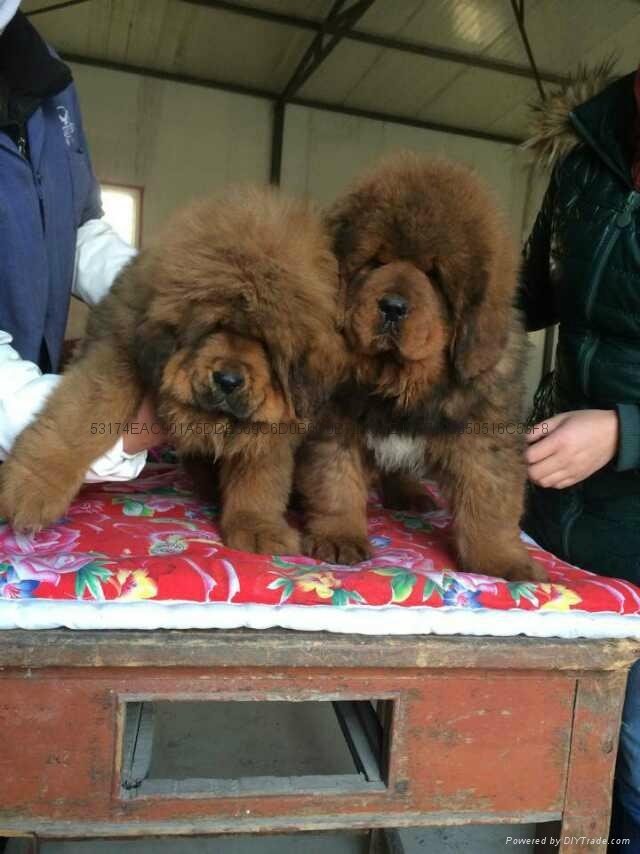 藏獒幼犬出售 2