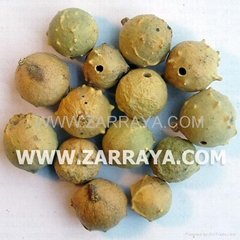 Gall Nut