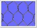  Hexagonal wire mesh  1