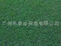 狗牙根草种 BERMUDAGRASS 2