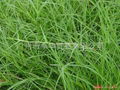 狗牙根草种 BERMUDAGRASS 1