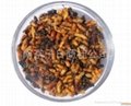 edible insects ----for  human