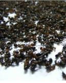 ant powder