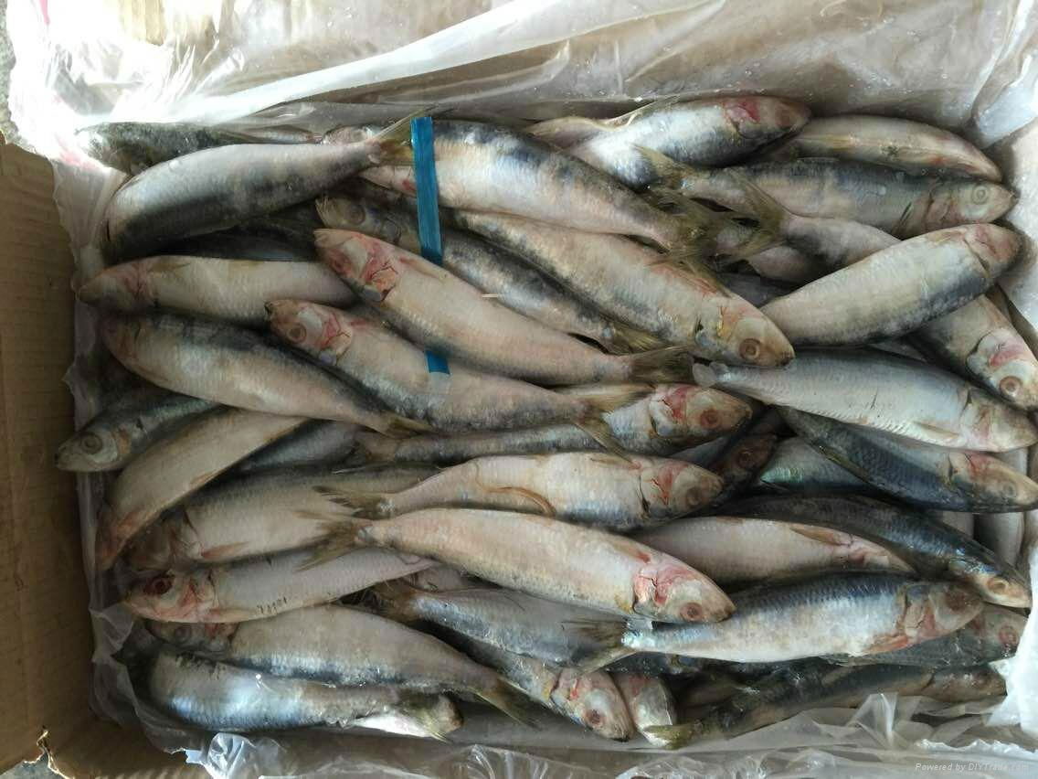 sardine  4