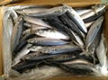 Mackerel 1