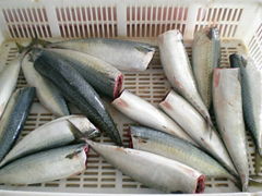 Mackerel  HGT