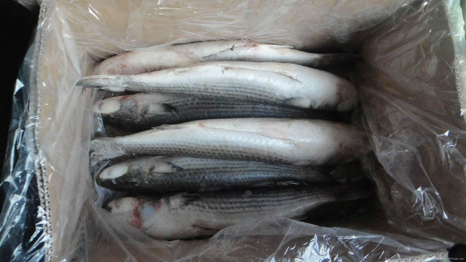 grey mullet 