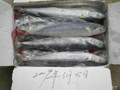 Spanish Mackerel