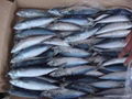 pacific mackerel  1