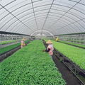 polycarbonate sheet for greenhouse 