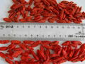 Dried Goji Berry  2