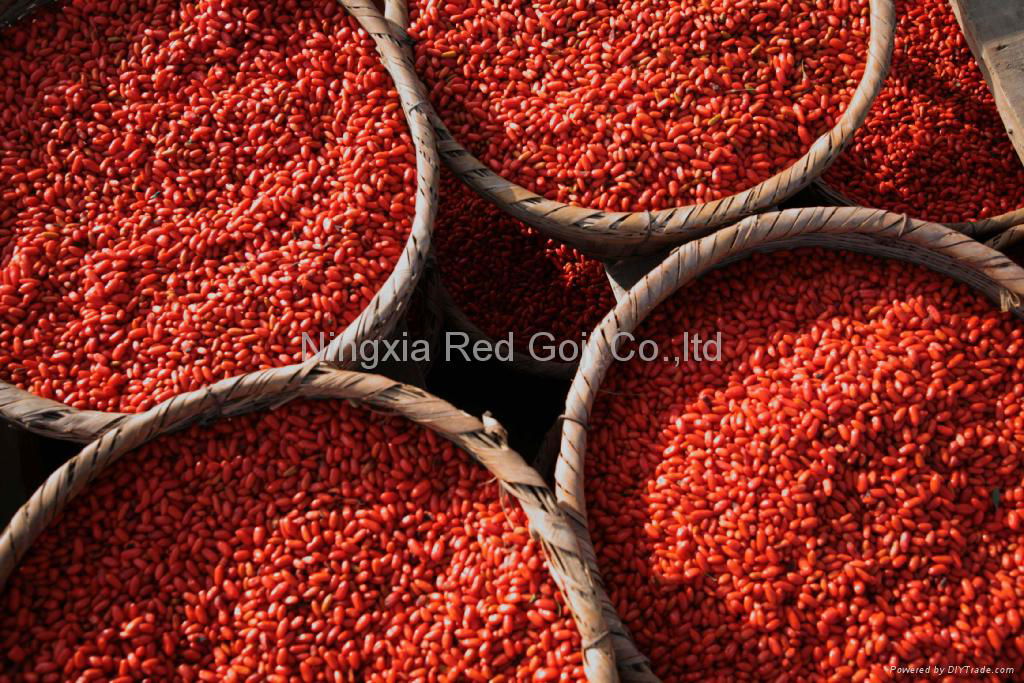 Goji Dried Berry 4