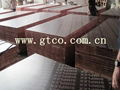 construction plywood/shuttering plywood 3