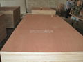 Red Canarium plywood 2