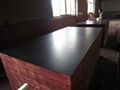 Black film faced marine plywood 1