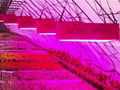 Grow light 8