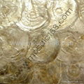 capiz Shell wall paper, shell mosaic white color 3