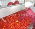 Turnkey solution for tomato processing line 4