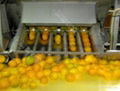 Citrus processing line 3