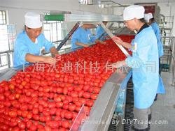 Turnkey solution for tomato processing line