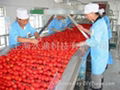 Turnkey solution for tomato processing line 1