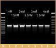 Taq DNA Polymerase