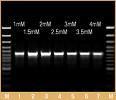 Taq DNA Polymerase