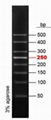 50bp DNA Ladder