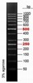 50bp DNA Ladder Plus