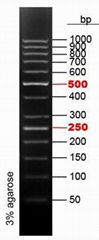 50bp DNA Ladder Plus