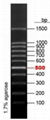 100bp DNA Ladder  