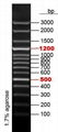 100bp DNA Ladder plus