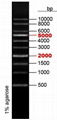 1Kb DNA Ladder   