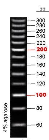 20bp DNA Ladder(60-300bp)