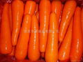 Carrot 1