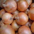 onion 3