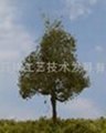 model  tree 3