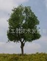 model  tree 2