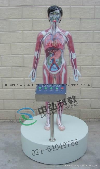 微電腦吸毒血液循環演示模型 