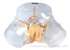 电脑腹部触诊模型，孕妇检查模型 3