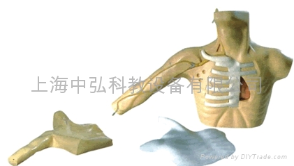 电脑腹部触诊模型，孕妇检查模型 5