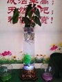 新型專利水培花卉玻璃花瓶 4