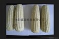 Frozen  corn 1