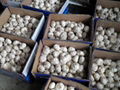 Chinese  Garlic 2