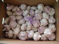 Chinese  Garlic