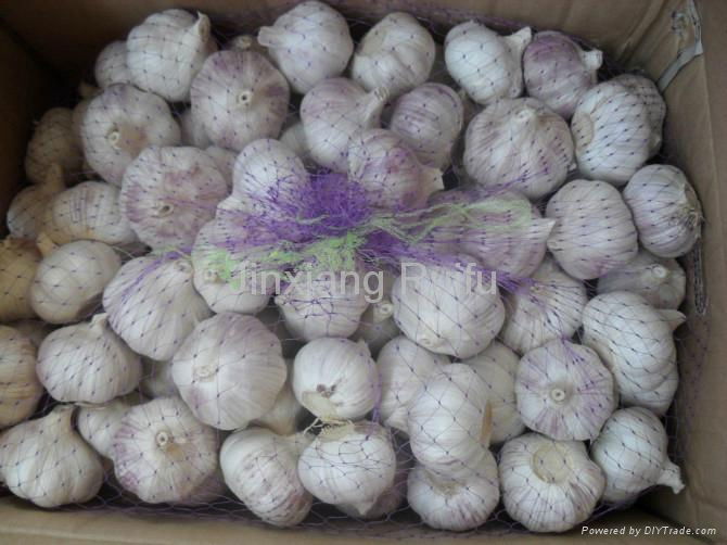 Chinese  Garlic 3