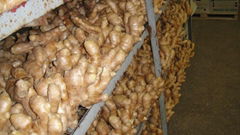 air dried ginger