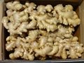 air dried ginger 2